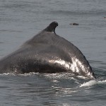 Humback whale feeding